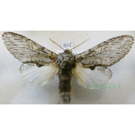 Peridea anceps (Goeze, 1781) male Garbatka zaczepka Czech86f